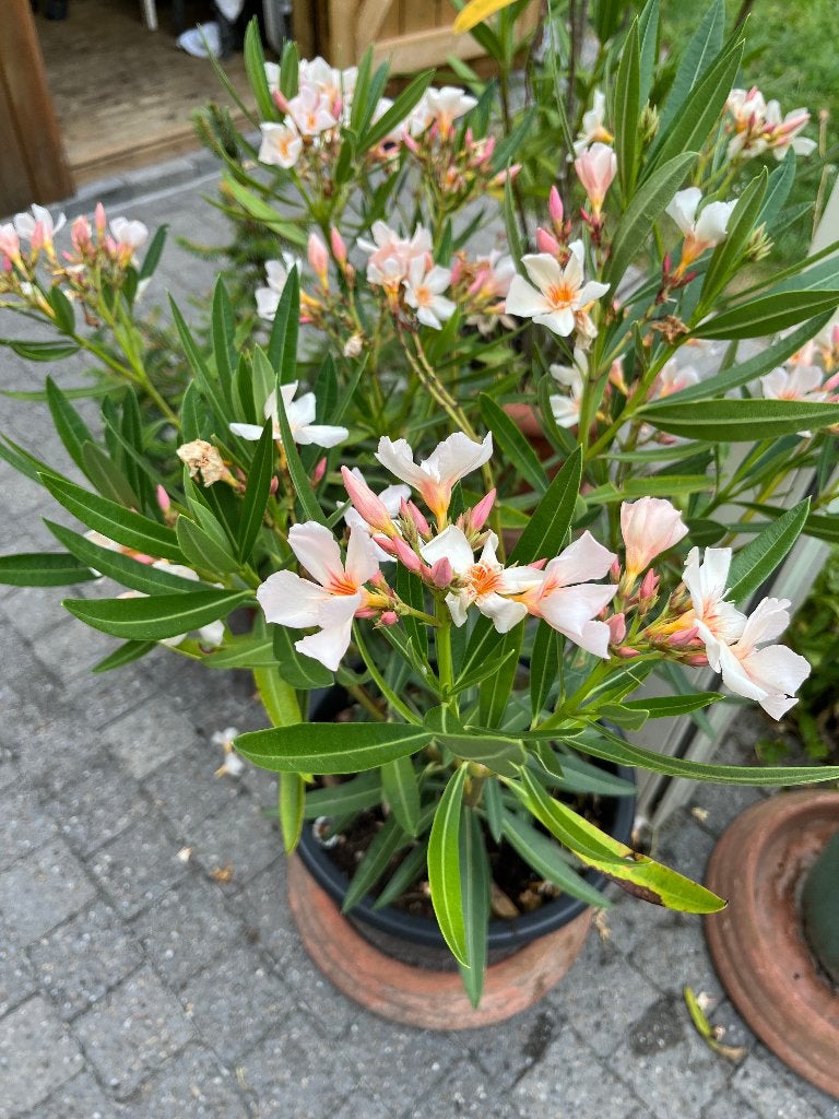 Plantes vivaces : hibiscus, laurier-rose, échinacée, lilas, Jardin & Terrasse, Enlèvement
