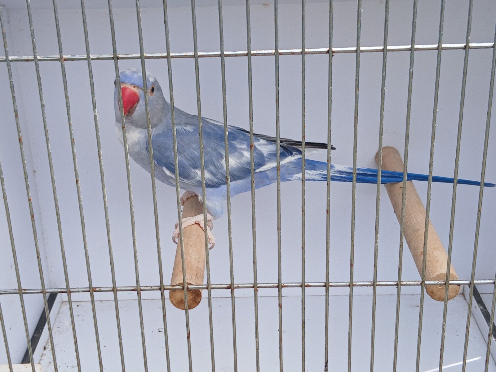 Violet dominant bont pop 2023, Dieren en Toebehoren, Vogels | Overige Vogels