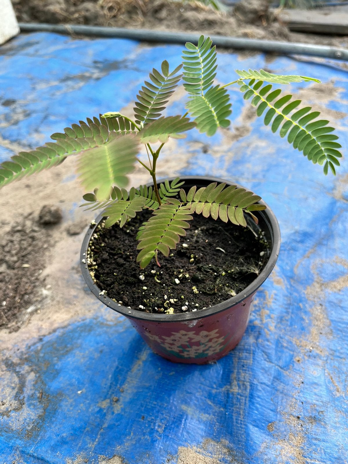 Albizia julibrisin (perzische slazpboom), Volle zon, Vaste plant, Zomer, Ophalen