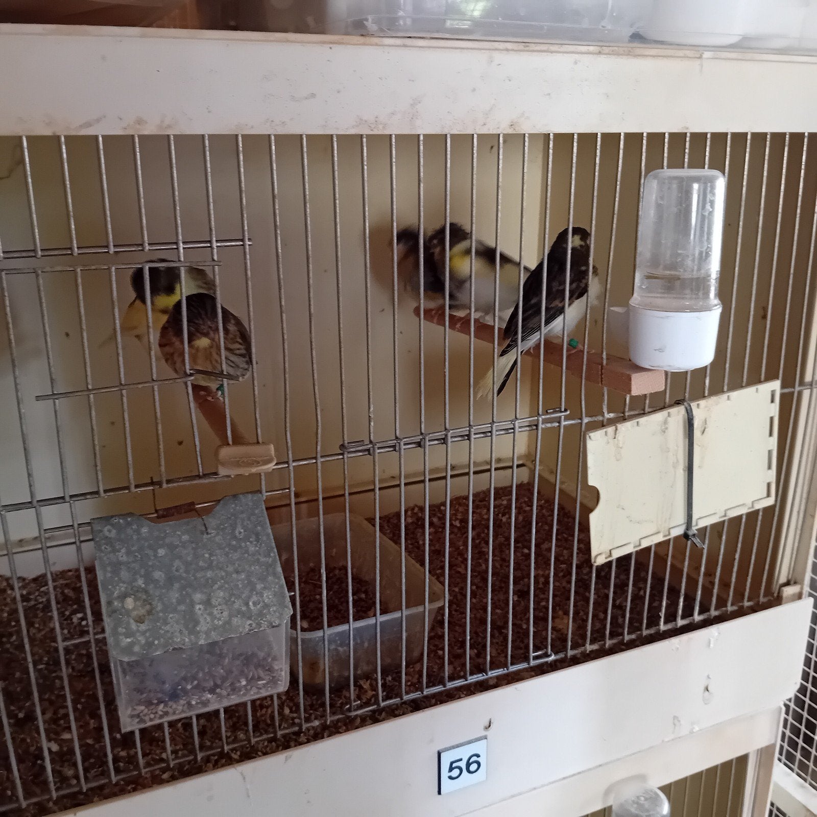 5 jonge glosters, 2 kuif en 3 gladkoppen, allemaal voor 60€, Dieren en Toebehoren