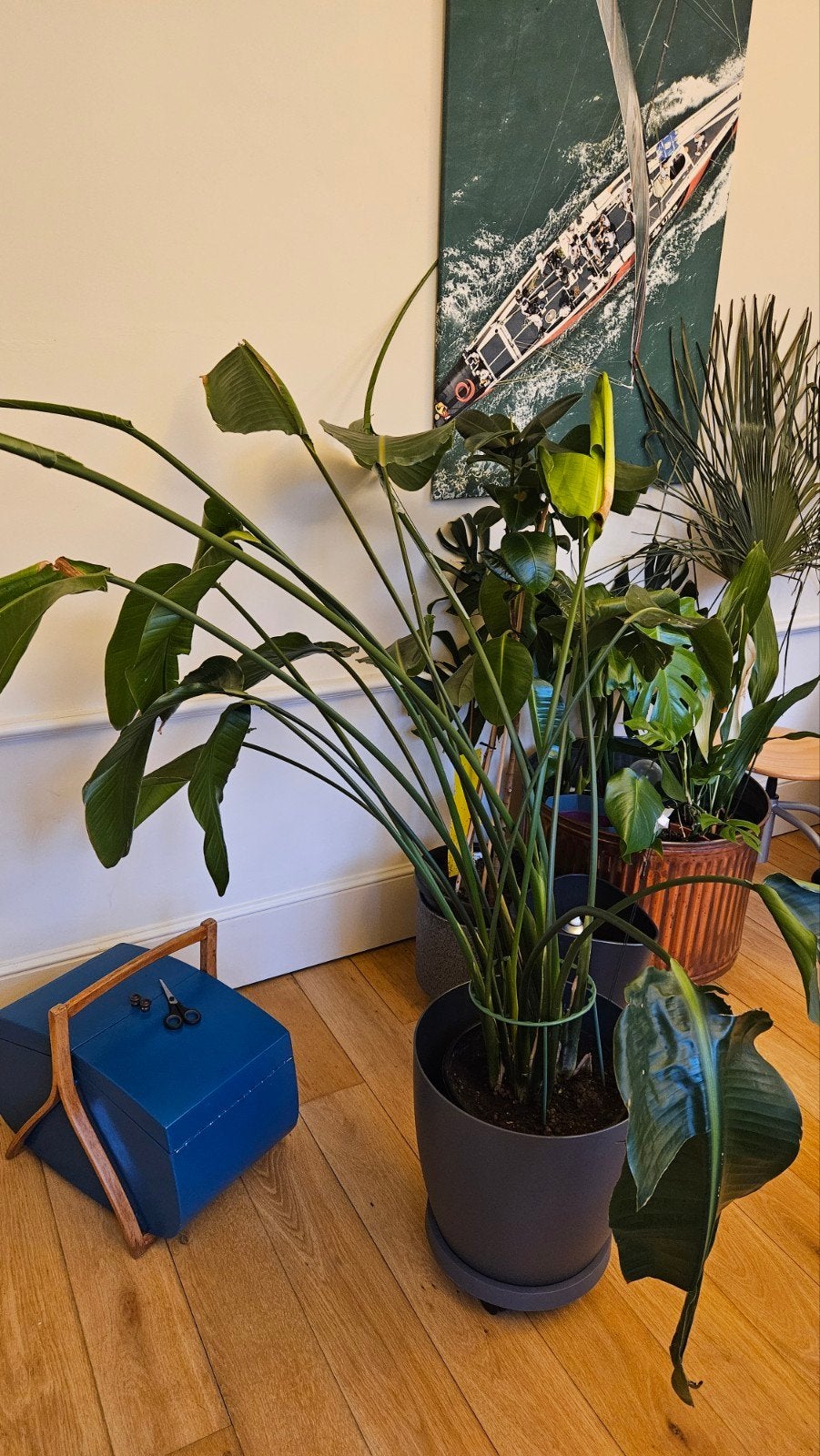 Strilitzia, Ophalen