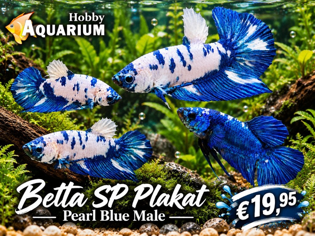Hobbyaquarium Betta SP Pearl Blue Male / mannen, Dieren en Toebehoren, Vis, Zoetwatervis