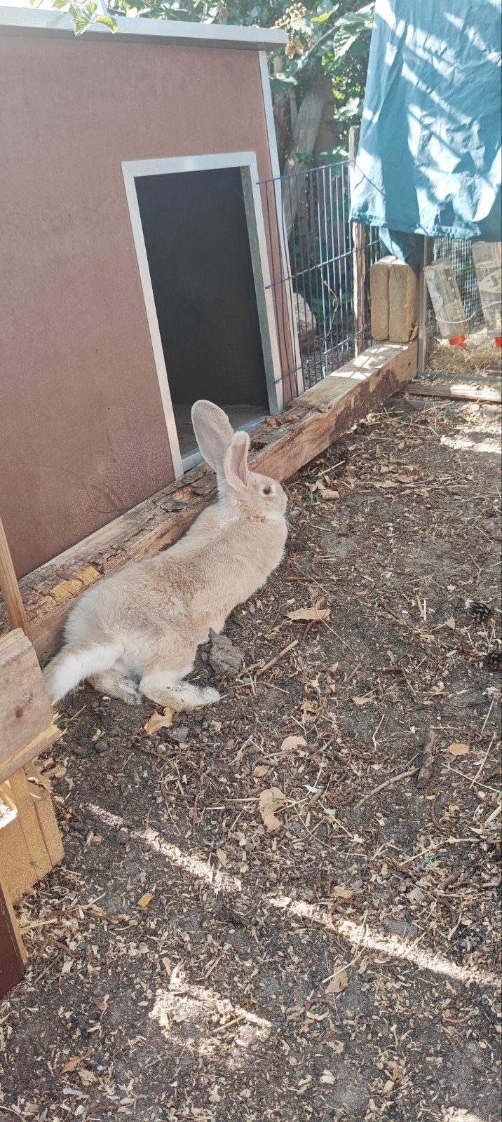Duitse Reus voedster Fawn, Dieren en Toebehoren, Konijnen, Vrouwelijk, Groot, 0 tot 2 jaar
