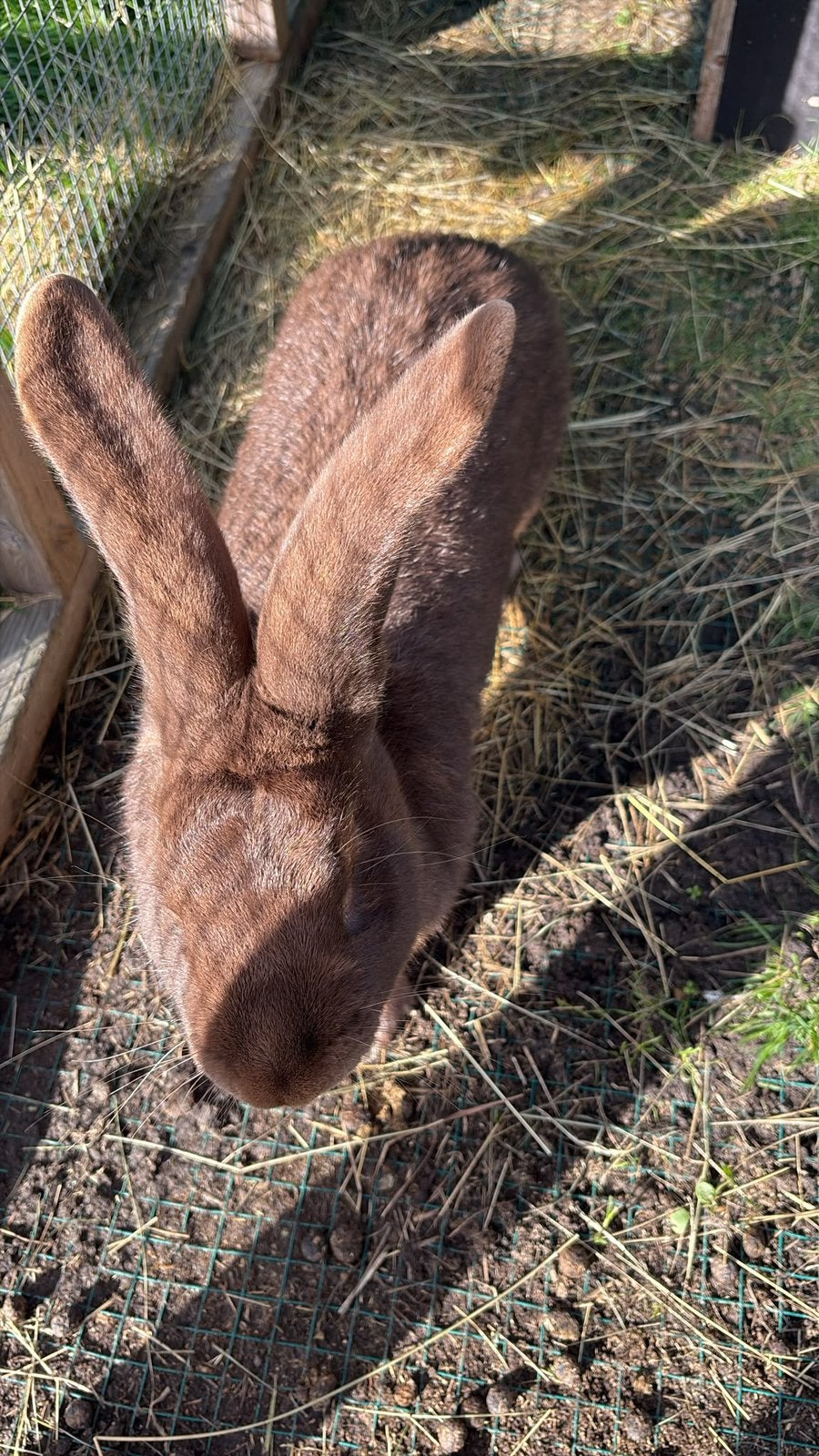 Reuze vlinders ( Groot Lotharingers ), Meerdere dieren, Groot, 0 tot 2 jaar