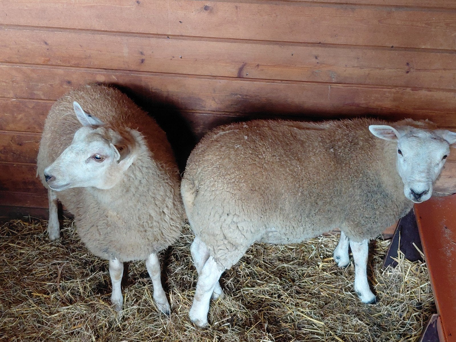 schapen, Dieren en Toebehoren