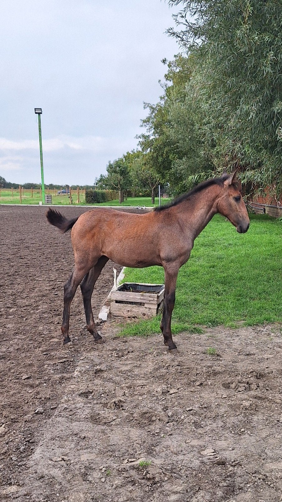 dringend nieuwe thuis voor merrie veulen, Cheval de dressage, 165 à 170 cm, 0 à 2 ans, Non dressé