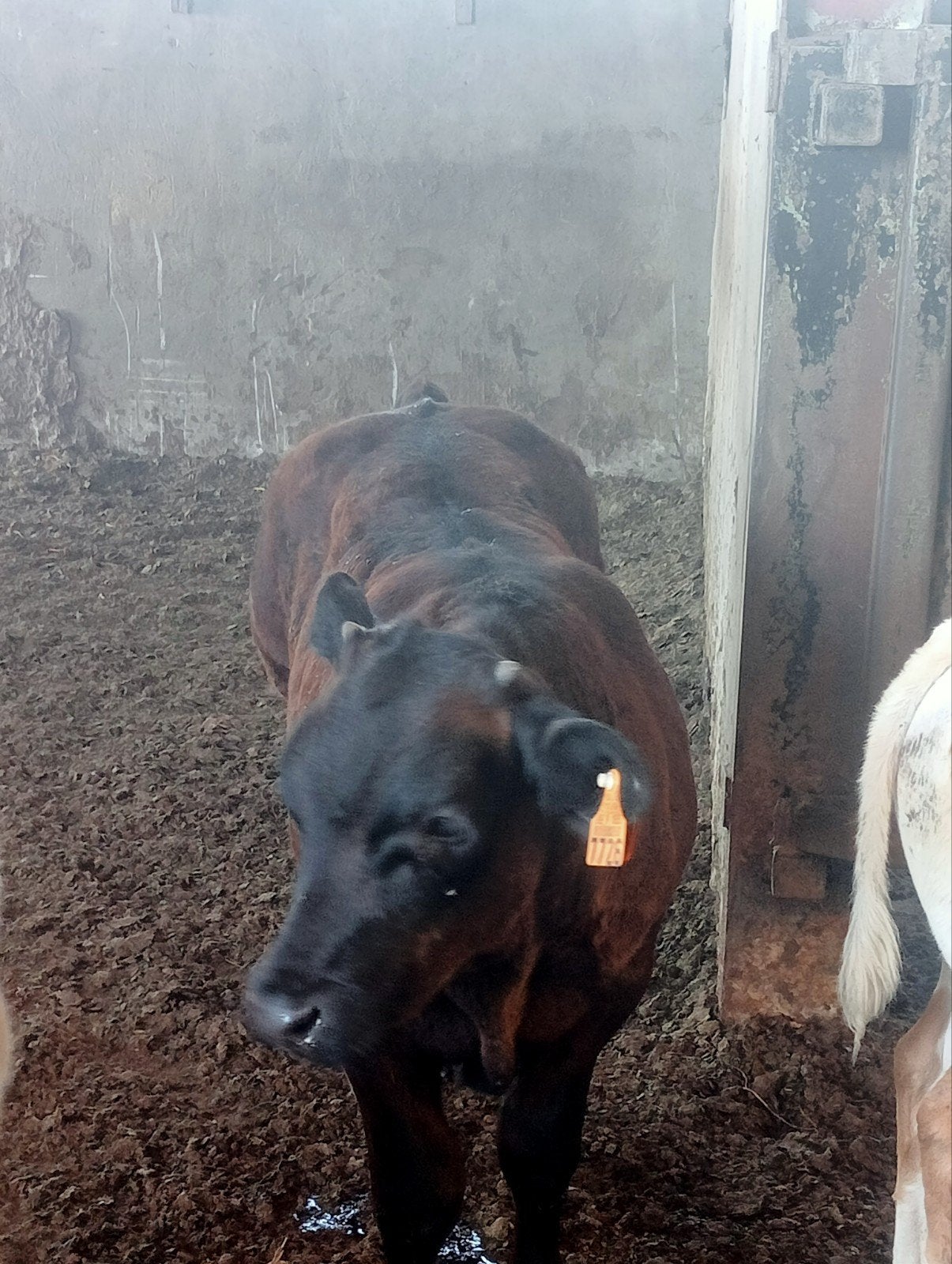 stierkalf, Dieren en Toebehoren, Runderen
