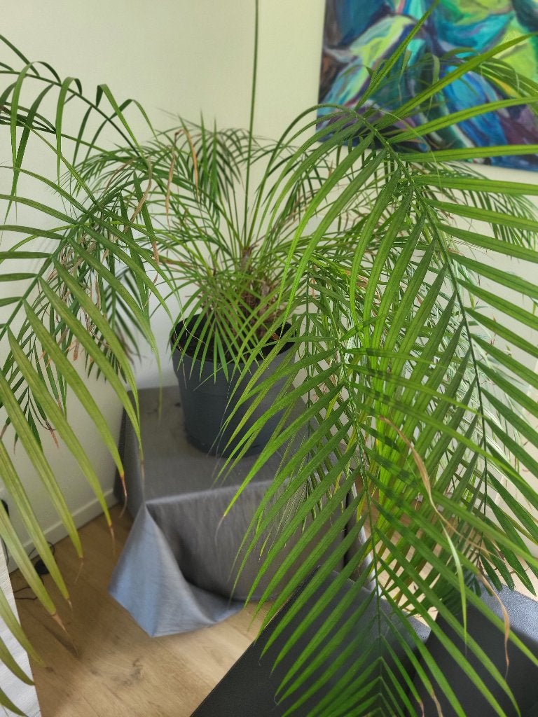 Palmier, Enlèvement, Palmier, En pot