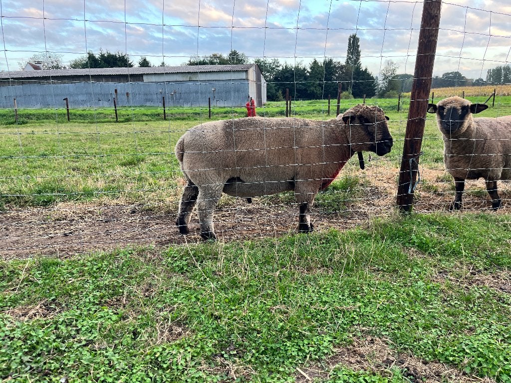 Hampshire down ram, Dieren en Toebehoren, Mannelijk, Schaap, 3 tot 5 jaar