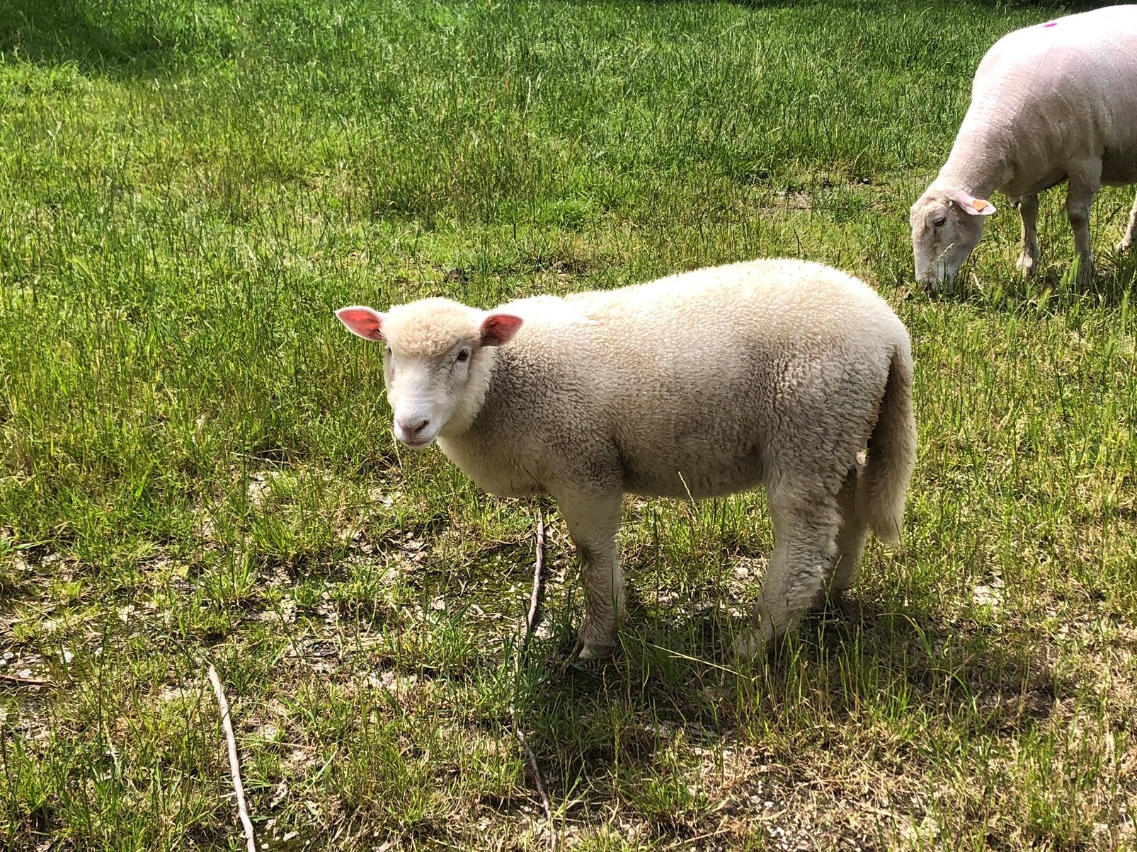 Poll dorset ooitjes, Dieren en Toebehoren, Vrouwelijk, Schaap, 0 tot 2 jaar