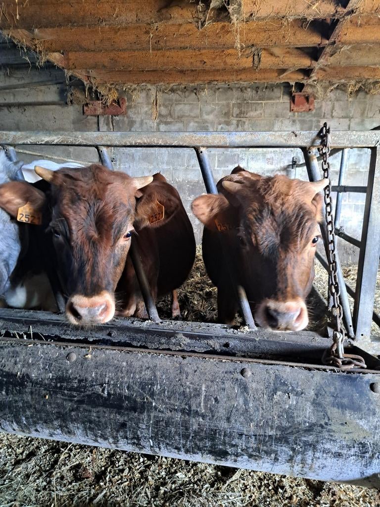 Vaarzen, Dieren en Toebehoren