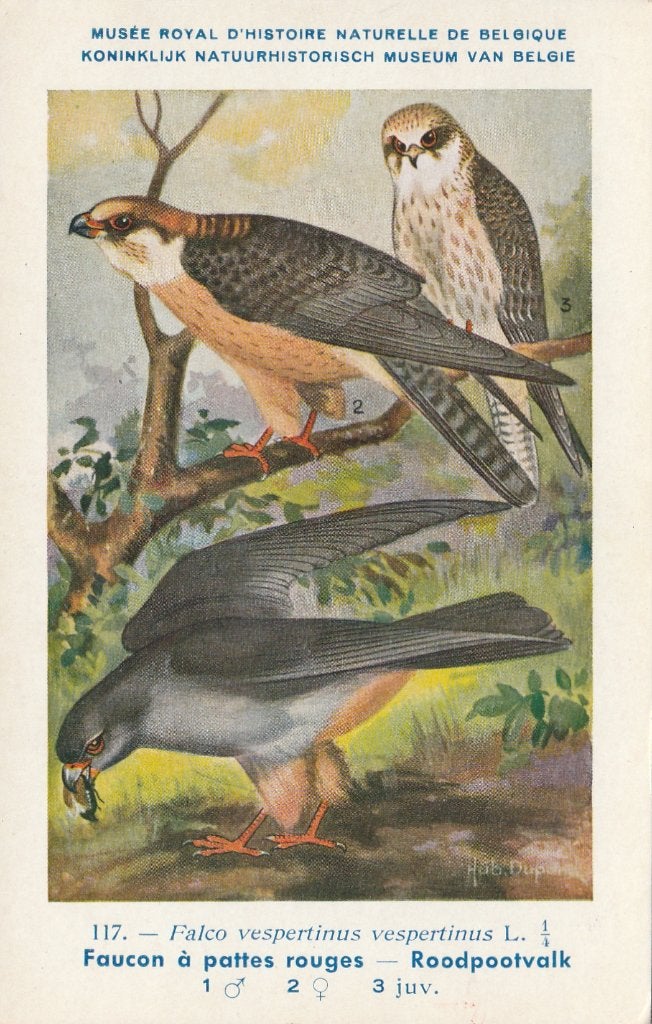 ROODPOOTVALK, Collections, Cartes postales | Animaux, Envoi, Non affranchie, Oiseaux
