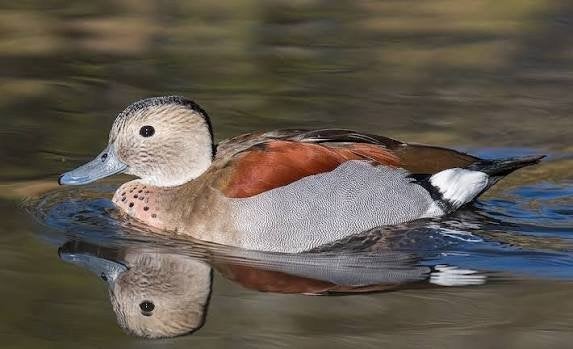 Roodschoudertaling 2026, Canard