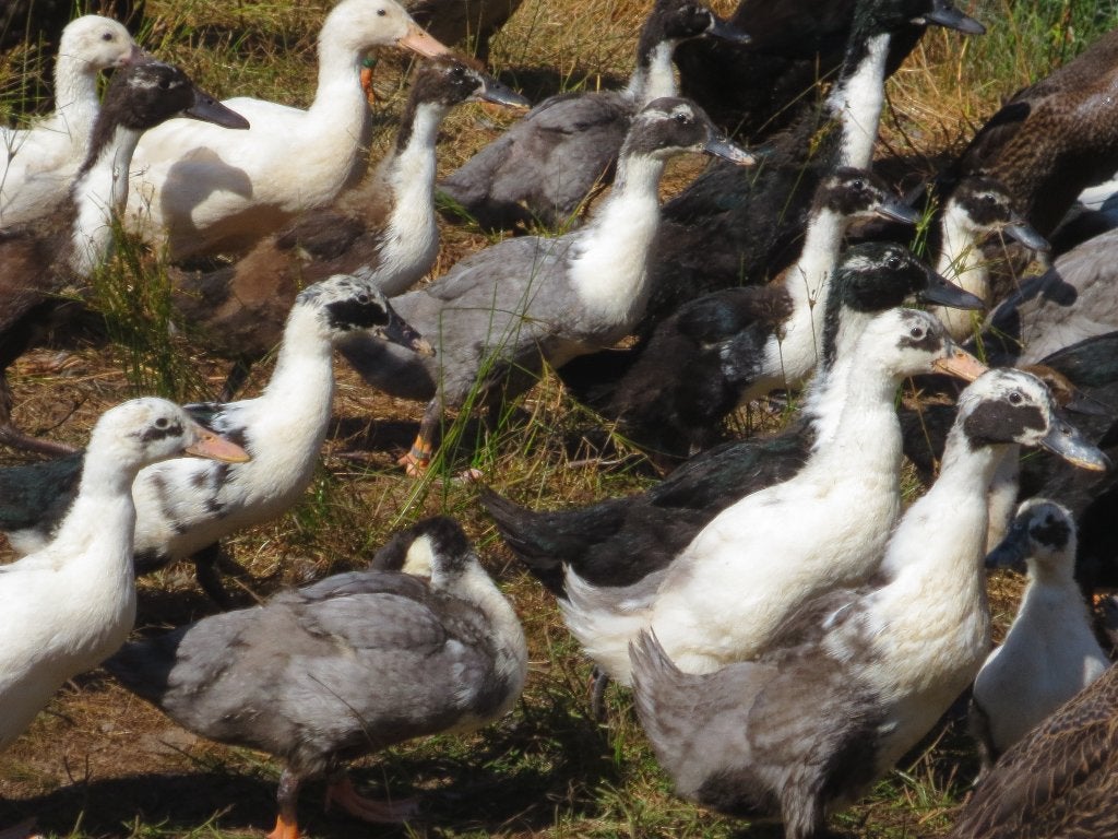 Huttegemse eenden, Animaux & Accessoires, Volatiles, Canard, Plusieurs animaux