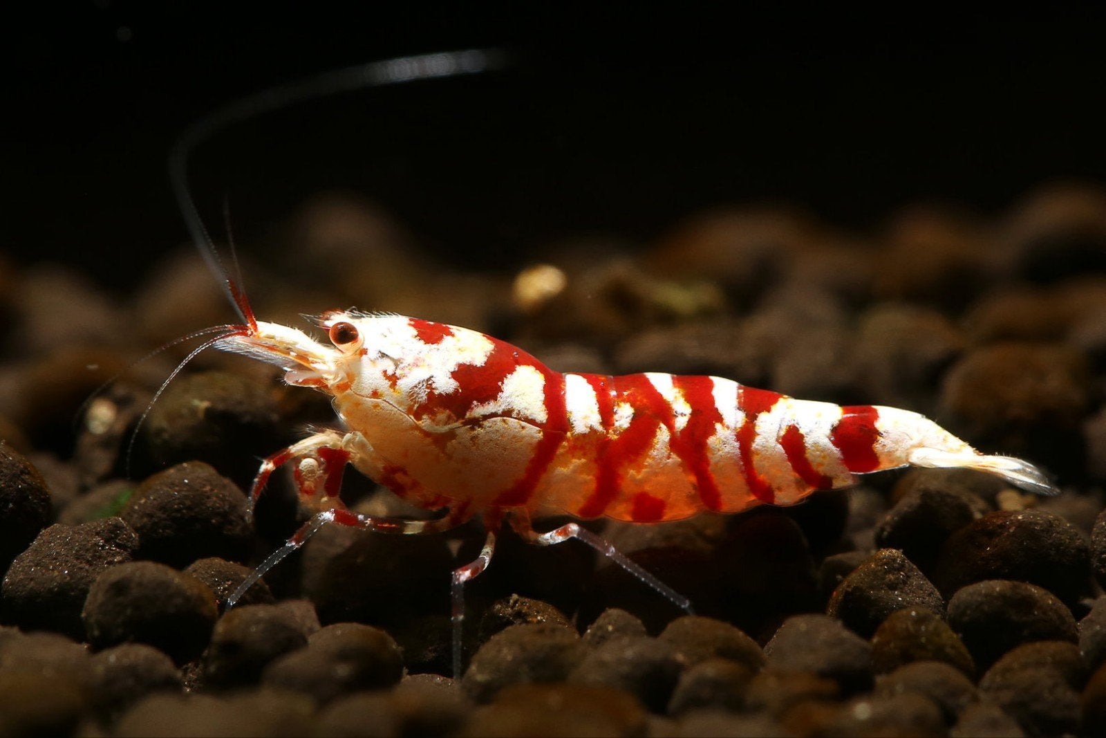 Red fancy Tiger caridina garnalen