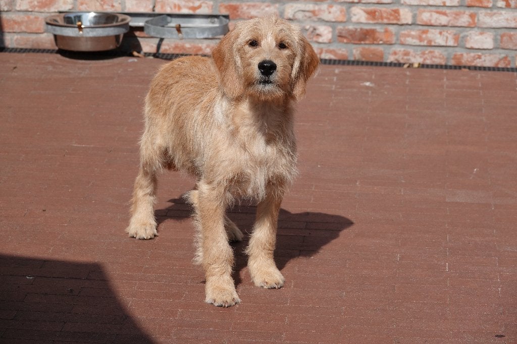 Abrikoze Labradoodle pups (type labrador), met stamboom, Dieren en Toebehoren, Honden | Retrievers, Spaniëls en Waterhonden, België