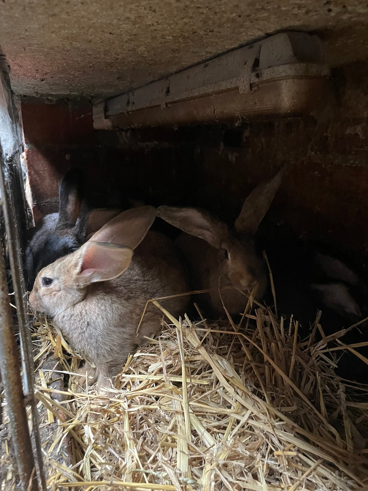 6 jonge konijnen te koop, Dieren en Toebehoren, Overige Dieren, Januari, Meerdere dieren