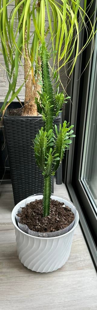 Afrikaanse Melkboom - Euphorbia trigona Rubra, Tuin en Terras, Ophalen of Verzenden