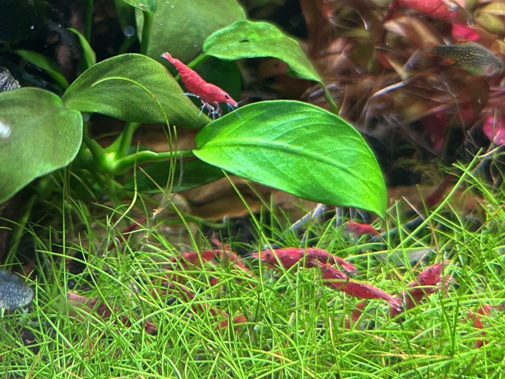 Rode garnalen - Neocaridina davidi, Kreeft, Krab of Garnaal, Zoetwatervis, Schoolvis
