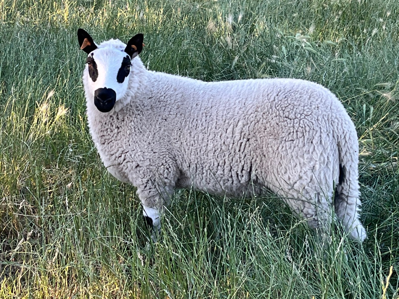 Kerry Hill ooi lam, Femelle, Mouton, 0 à 2 ans