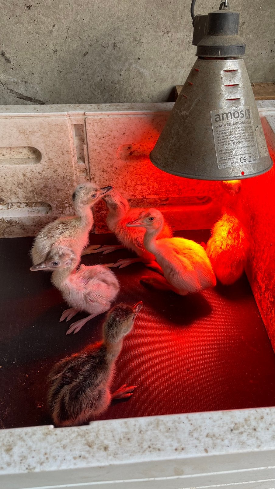 Nandoe kuikens (update 19/07), Plusieurs animaux, Autres espèces