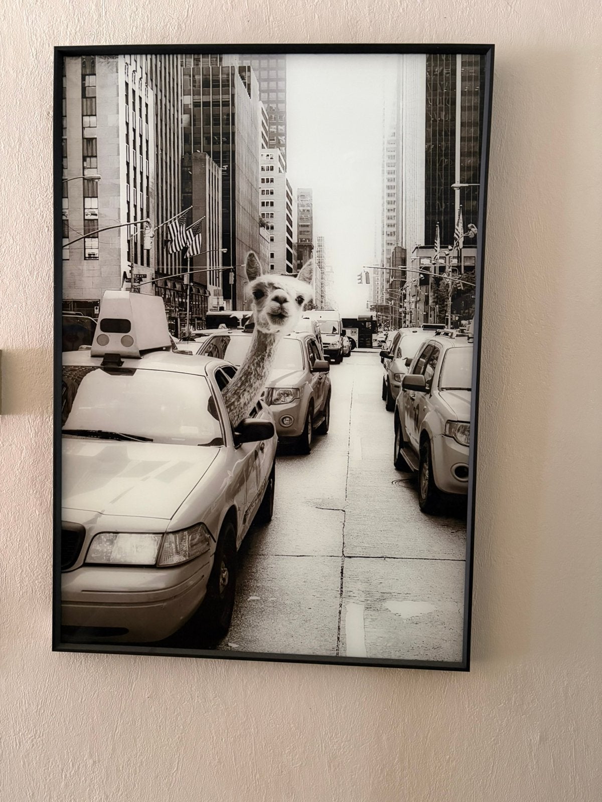 Kader met foto van Lama in New York, Ophalen, Zo goed als nieuw