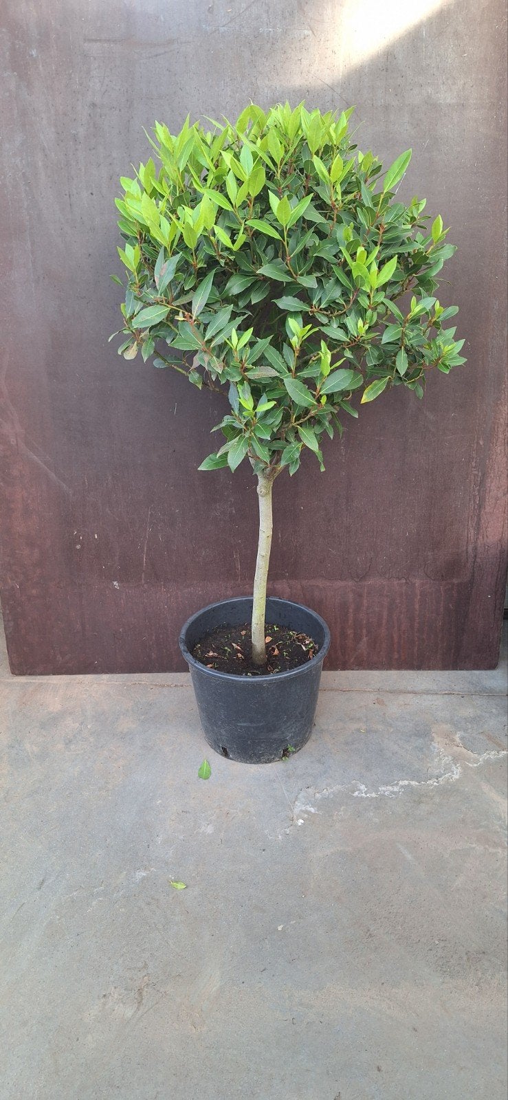 Laurus nobilis, keukenlaurier, laurier sauce, lorbeer, Ophalen