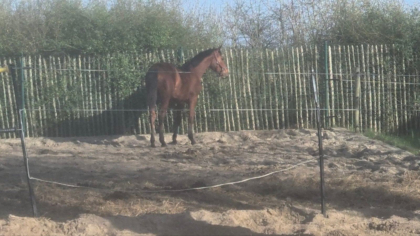nieuwe thuis gezocht, Dieren en Toebehoren, Paarden, Merrie, Springpaard, Met stamboom, 0 tot 2 jaar