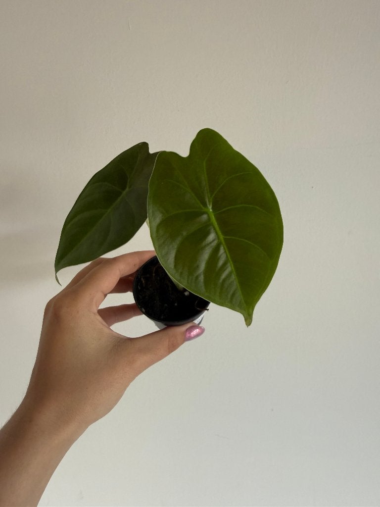 Alocasia Golden Bone babyplantje, Autres espèces, Enlèvement ou Envoi, Moins de 100 cm, Plante verte