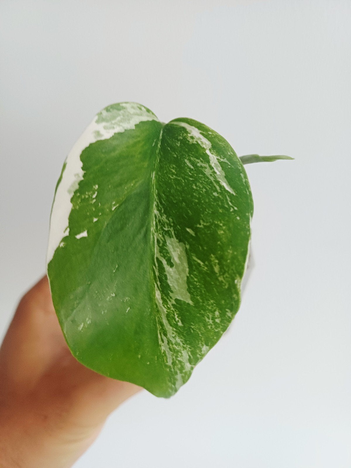 Monstera Deliciosa Albo variegata, Autres espèces, En pot, Enlèvement ou Envoi, Moins de 100 cm