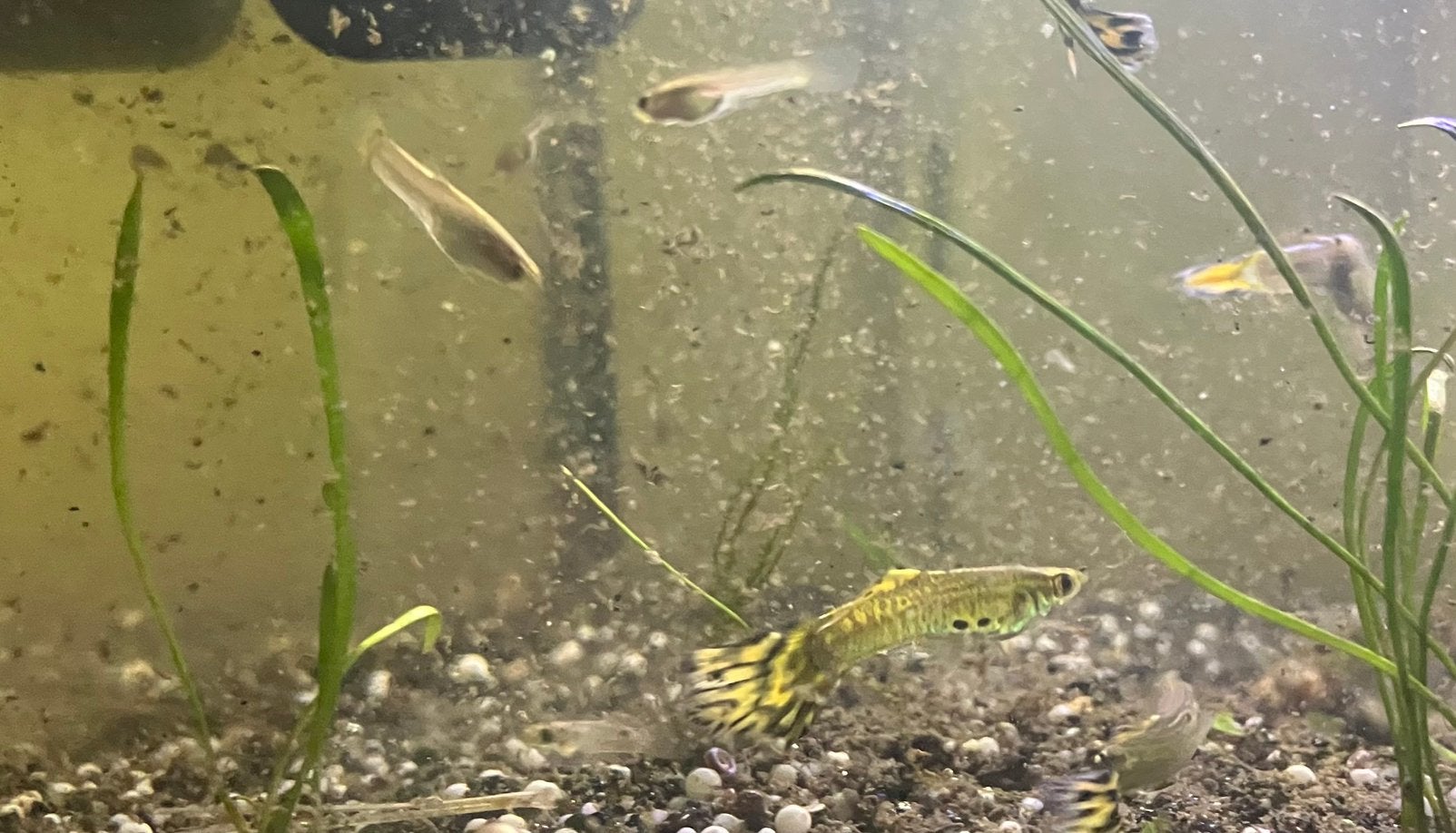 Jonge cobra endler guppy’s.