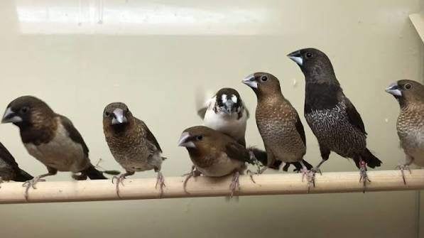 Japanse meeuwkes, Dieren en Toebehoren, Vogels | Overige Vogels, Meerdere dieren, Tropenvogel