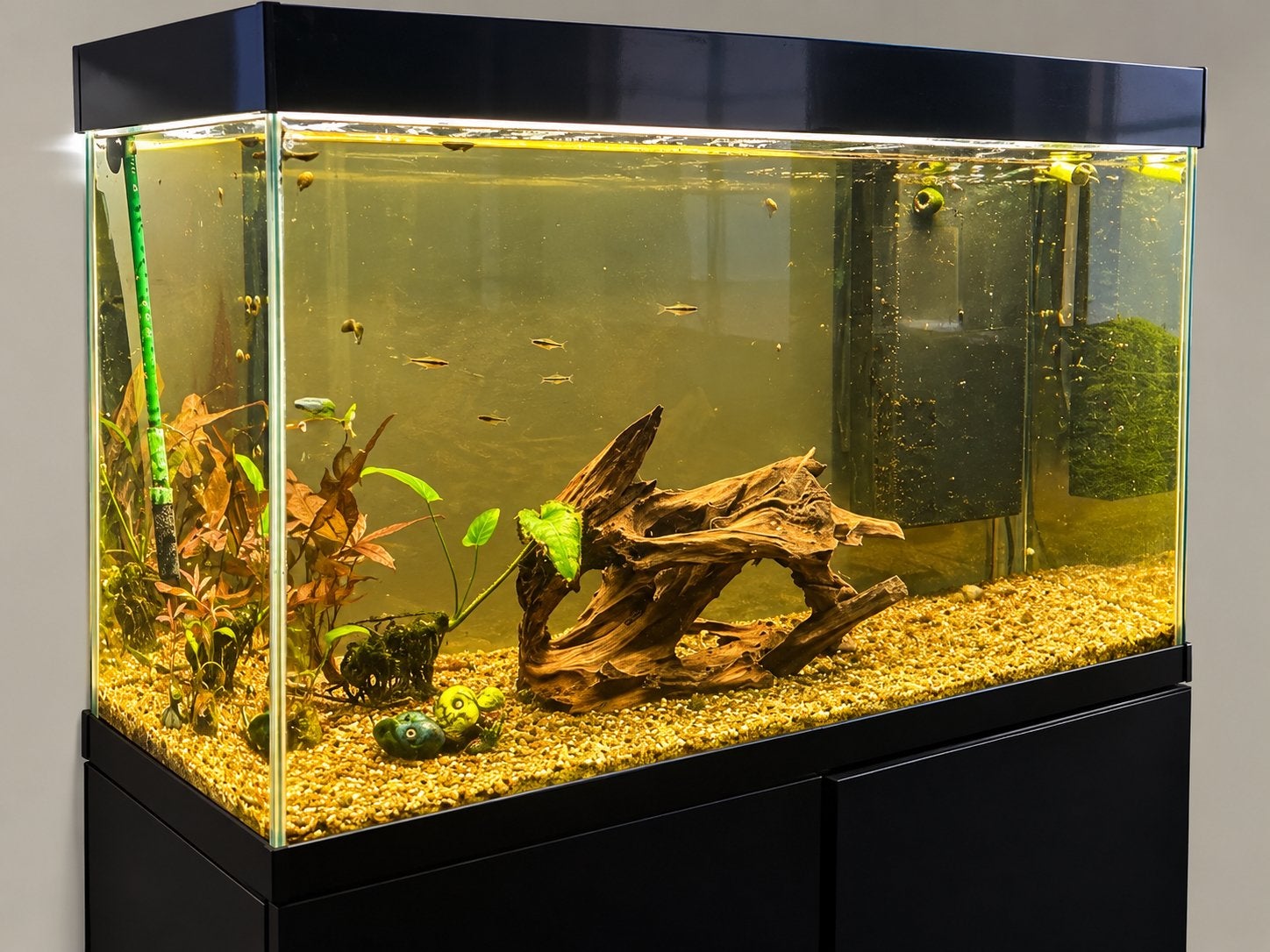 Aquarium ciano 100cm lang x  40cm breed x 65cm hoog, Enlèvement, Comme neuf, Eheim