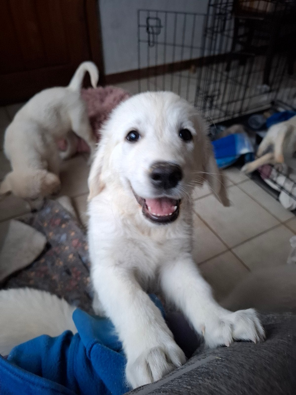Lieve Golden Retriever pups op boerderij geteste ouders, Dieren en Toebehoren, Golden retriever, België, CDV (hondenziekte), 8 tot 15 weken
