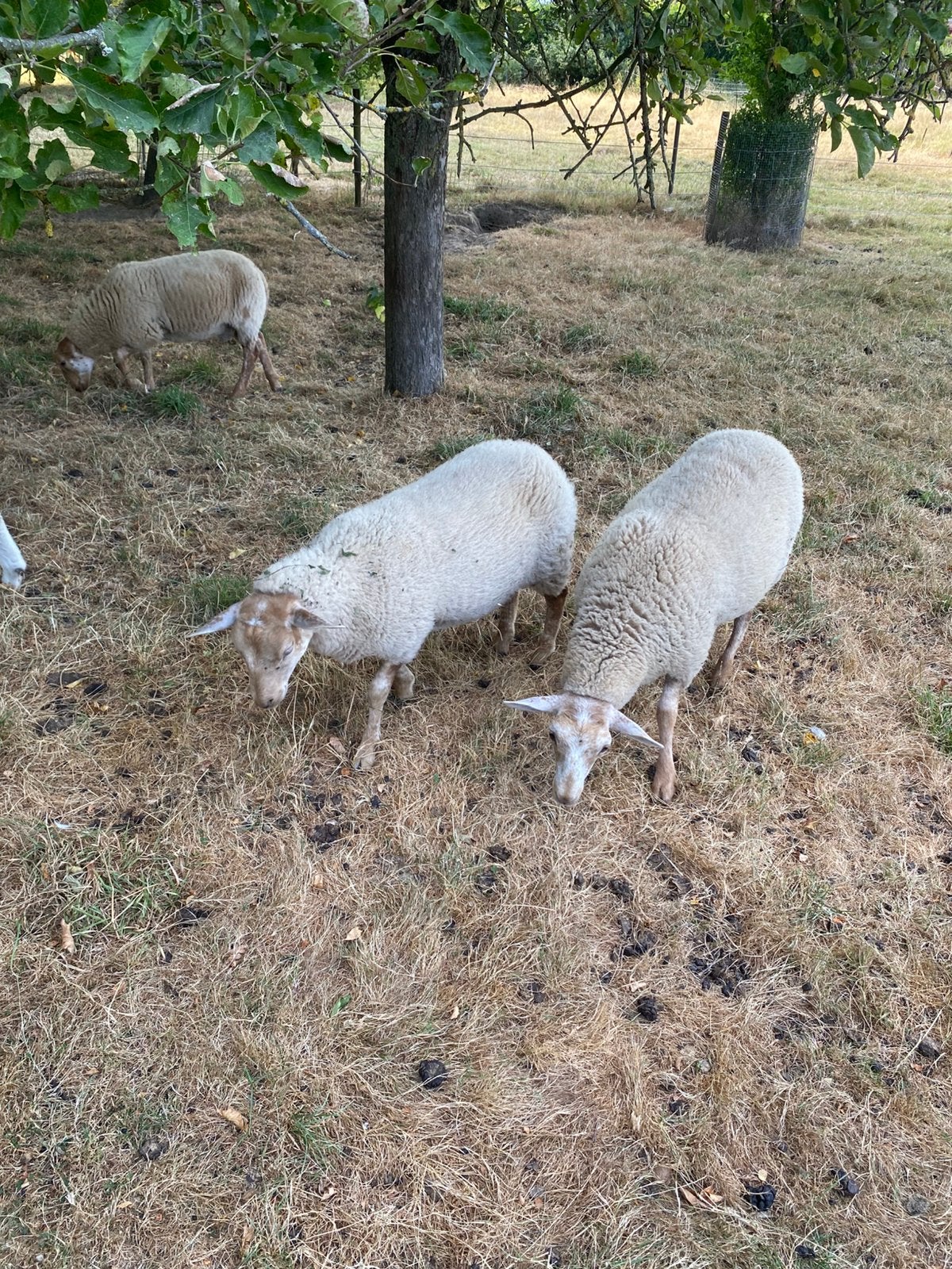 Ooien, Dieren en Toebehoren, Schapen, Geiten en Varkens