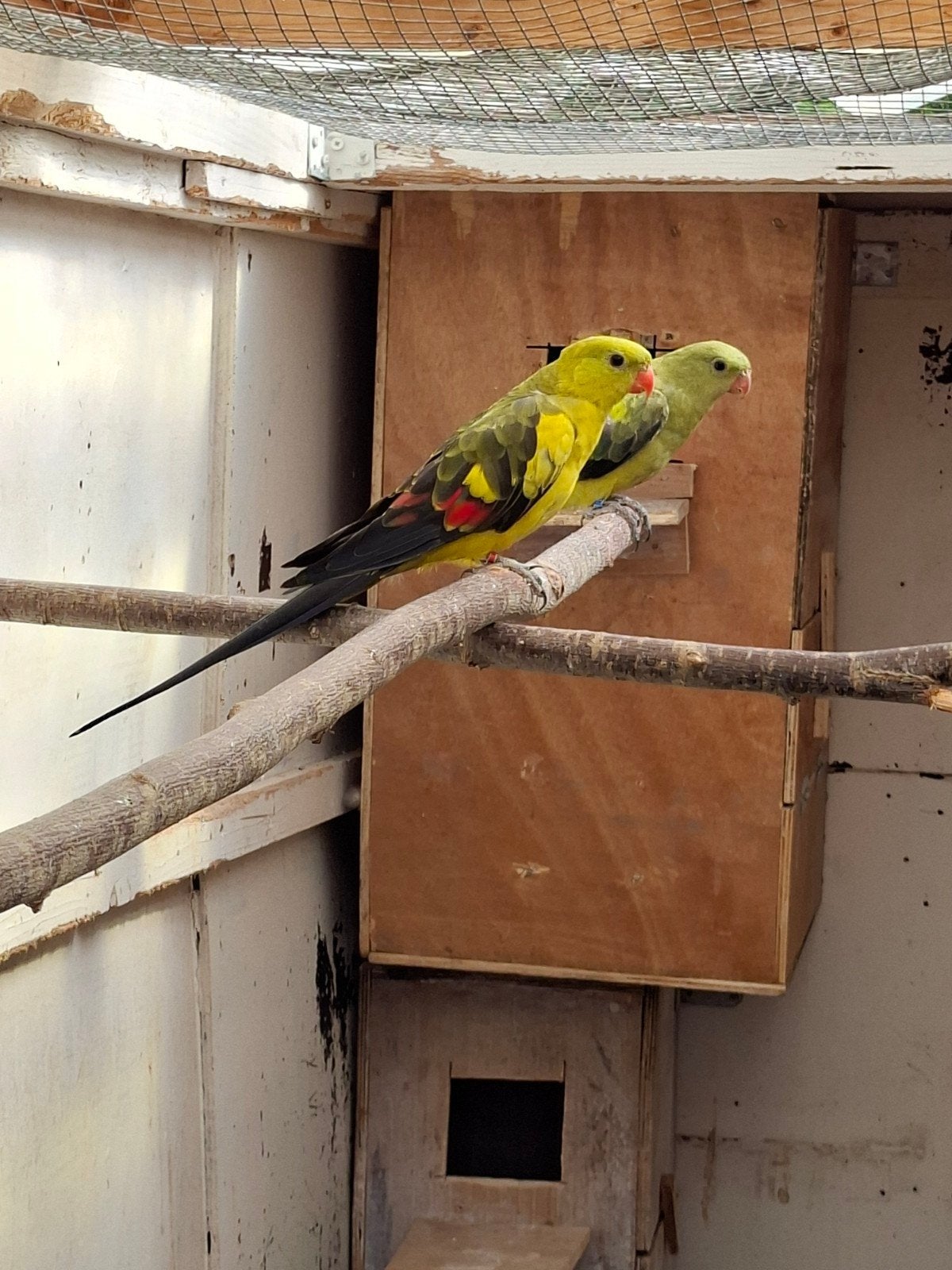 Koppel bergparkieten, Dieren en Toebehoren