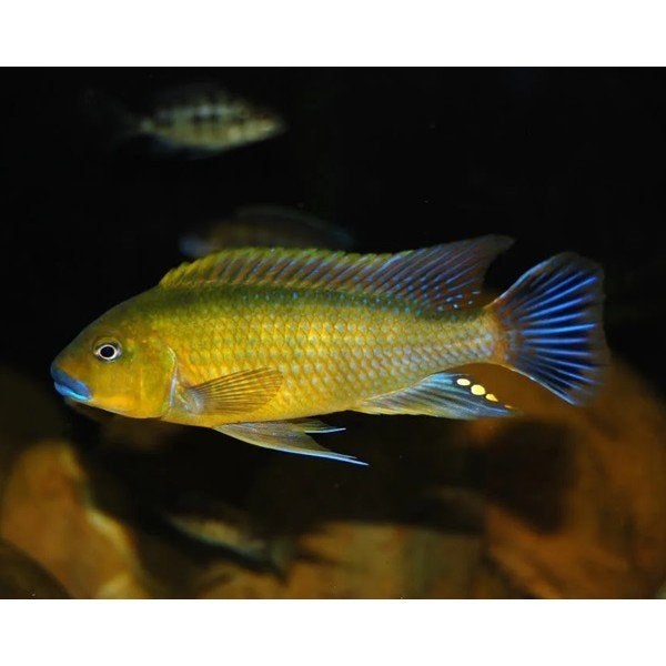 Pseudotropheus williamsi blue lips, Vis, Zoetwatervis, Schoolvis