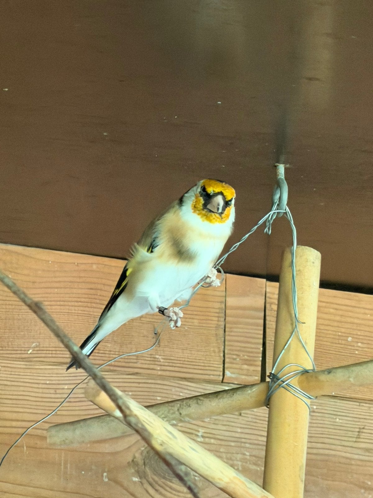 Distelvink van 2025, Mâle, Oiseau chanteur sauvage, Bagué