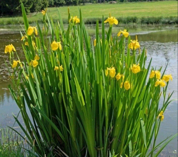 iris pseudacorus (plante bassin), Jardin & Terrasse, Étangs, Enlèvement