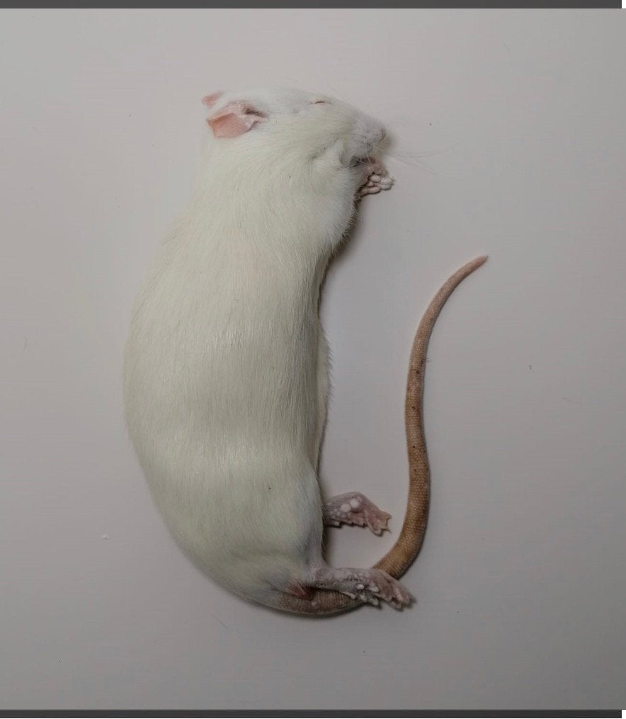 Volwassen diepvries ratten, Animaux & Accessoires, Reptiles & Amphibiens | Accessoires, Enlèvement
