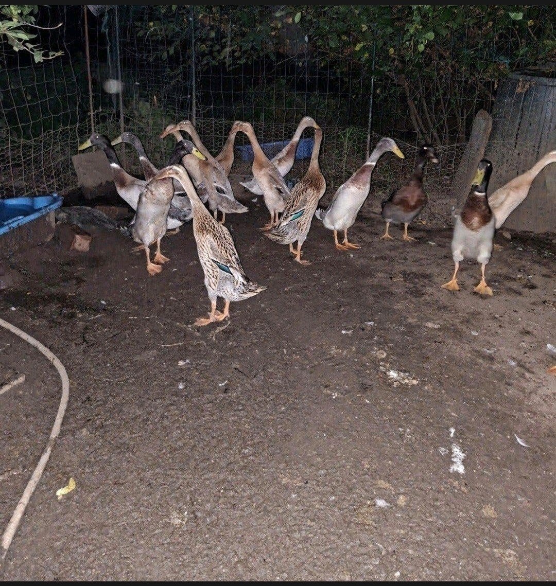 Koppel indische loopeend, Dieren en Toebehoren, Meerdere dieren, Eend