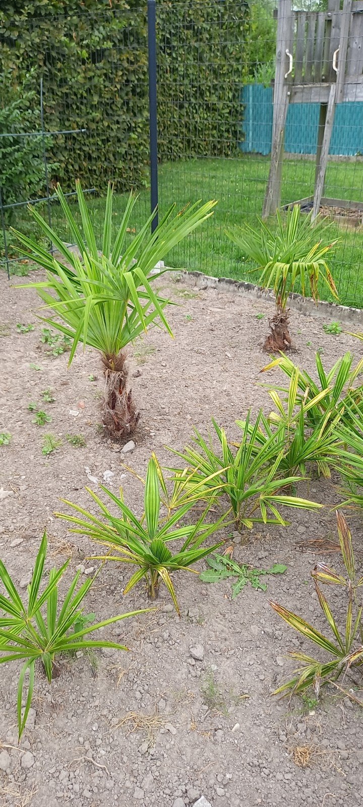 Des palmiers., Jardin & Terrasse, Plantes | Jardin, Enlèvement