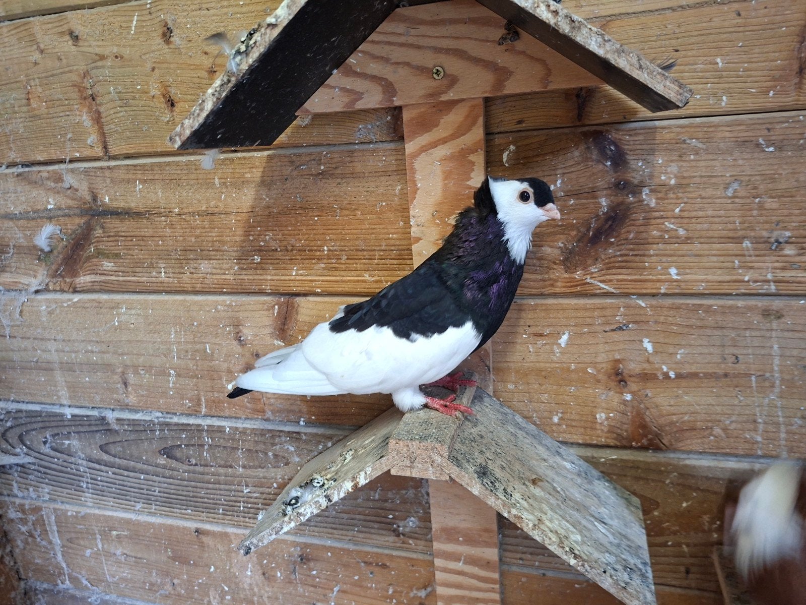 Felegyhazer tuimelaar, Dieren en Toebehoren, Vogels | Duiven