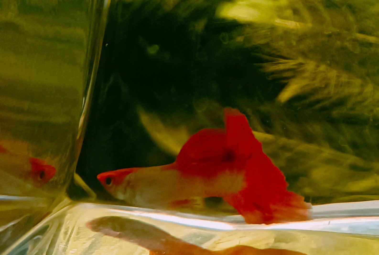 prachtige guppy man (1x), Dieren en Toebehoren
