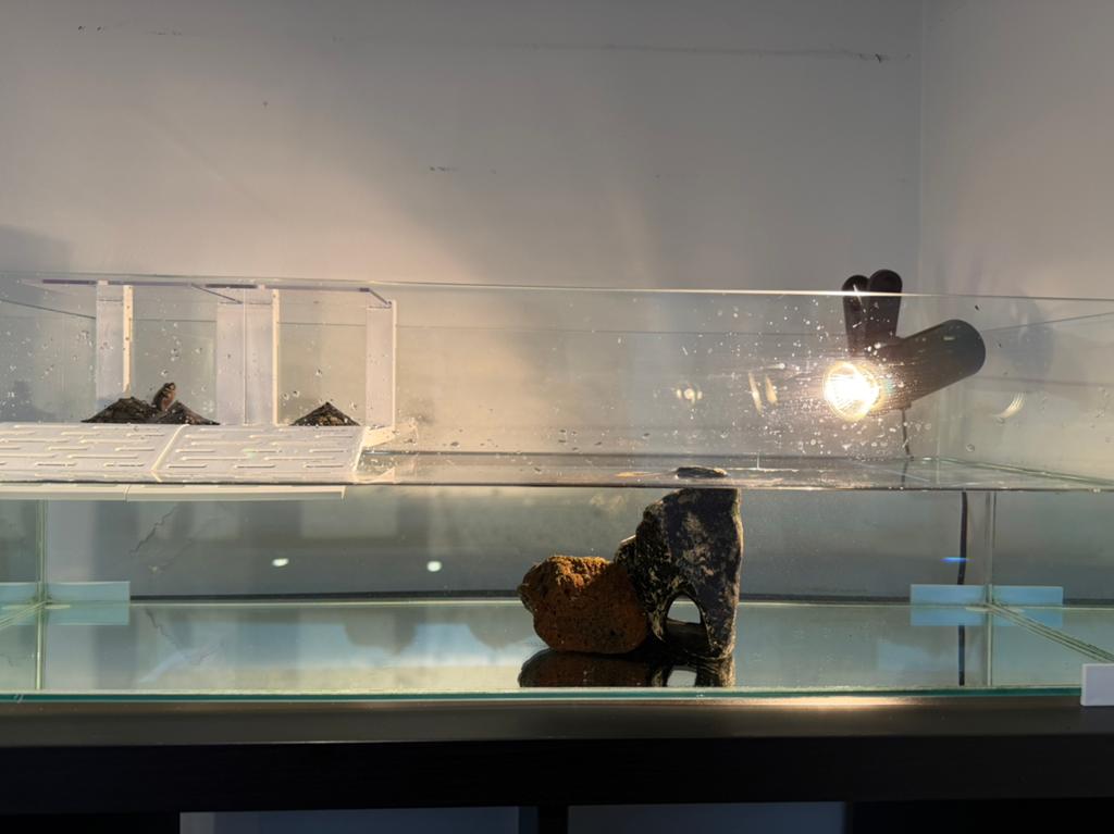 3 schildpadden + bak + warmte lamp, Ophalen, Zo goed als nieuw