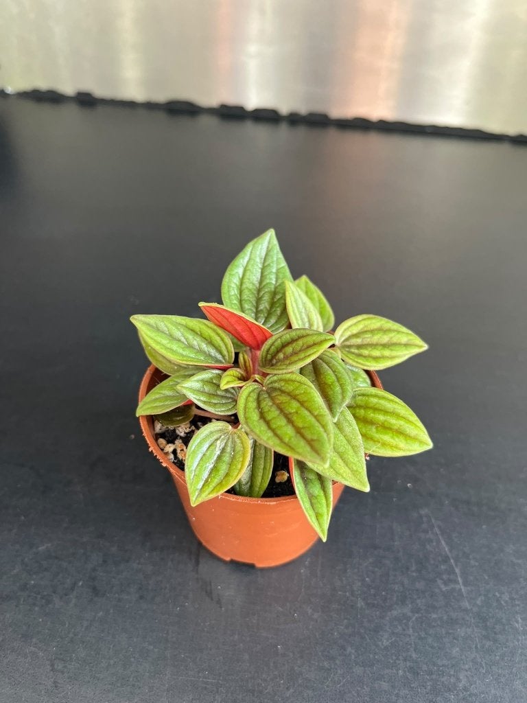 Peperomia Rosso, Maison & Meubles, Autres espèces, Plante à fleurs, Moins de 100 cm, Enlèvement