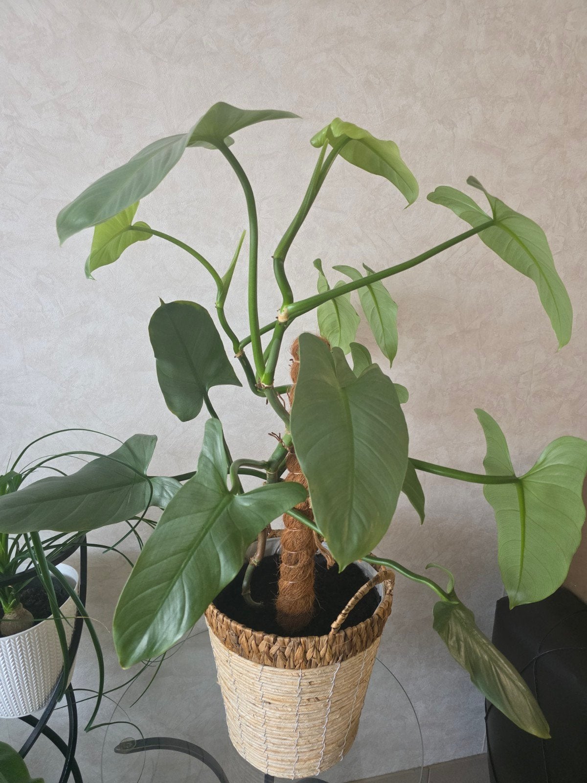 philodendron silver, Huis en Inrichting, Kamerplanten, Ophalen