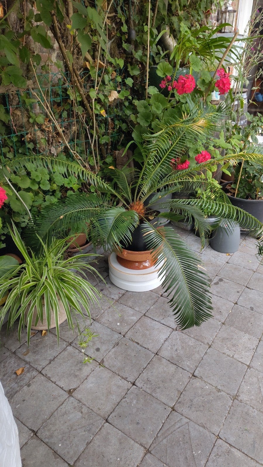Grote Cycaspalm (cycas Revoluta) 80cm hoog - 120cm breed, Ophalen of Verzenden, Winter, Vaste plant, Halfschaduw