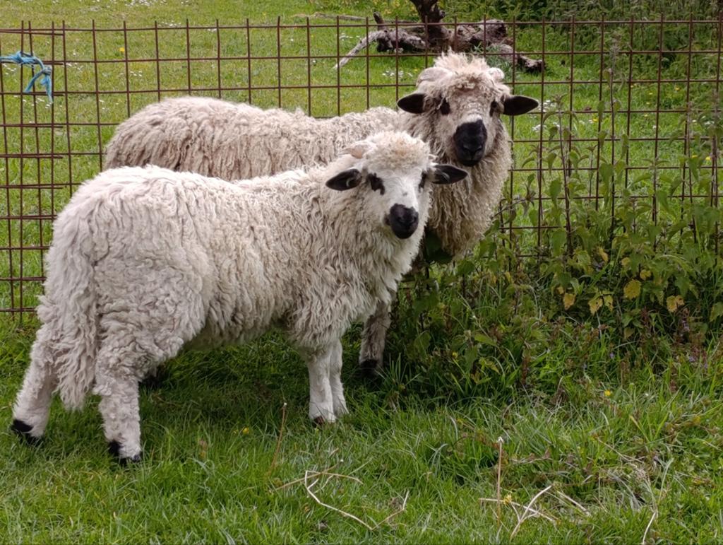 TE KOOP jonge rammen, Dieren en Toebehoren, Schapen, Geiten en Varkens