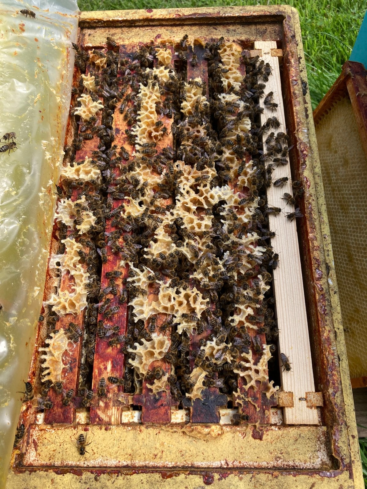 Colonie d'abeilles, Animaux & Accessoires, Insectes & Araignées, Abeilles